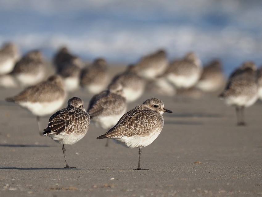 Pivieresse (Pluvialis squatarola)